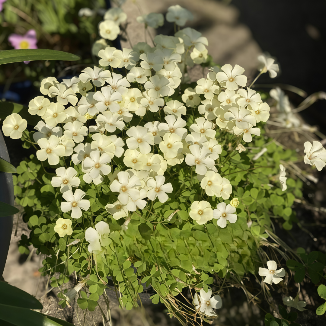 Oxalis Bulbs Collection – Pink, White, Peach Glow, Sunrise, Shy Moon, Medusa, Candy Box – Early Blooming Varieties