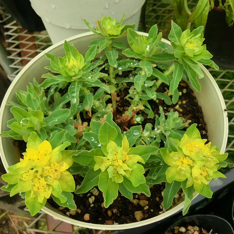 Sun Spurge Seeds - Yellow Larger Packet High Germination 900-4500 Onsaleseeds
