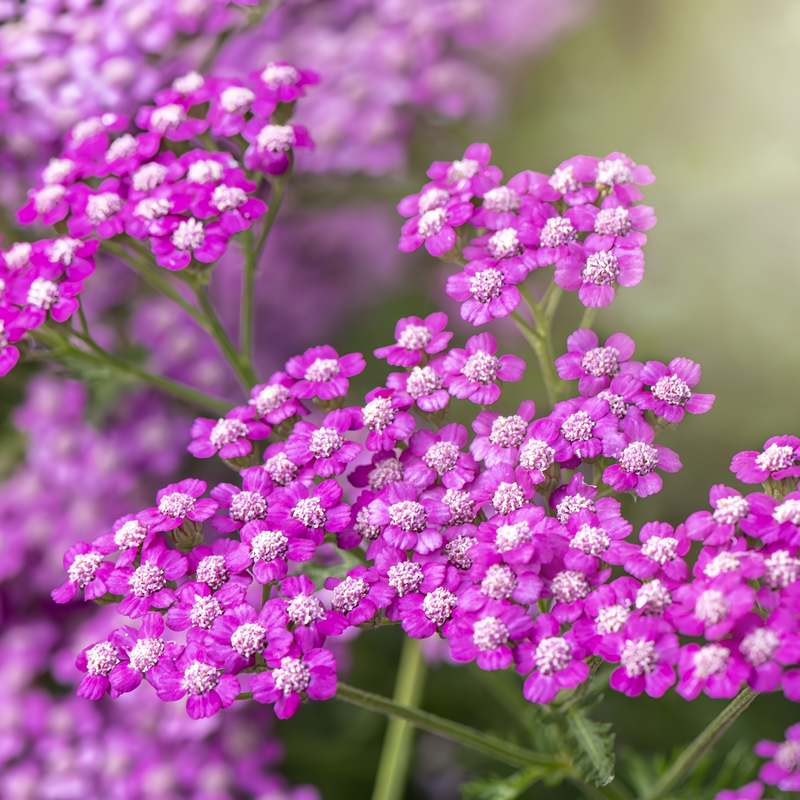 Yarrow Seeds - Pink Larger Packet High Germination 7500-38000 Onsaleseeds