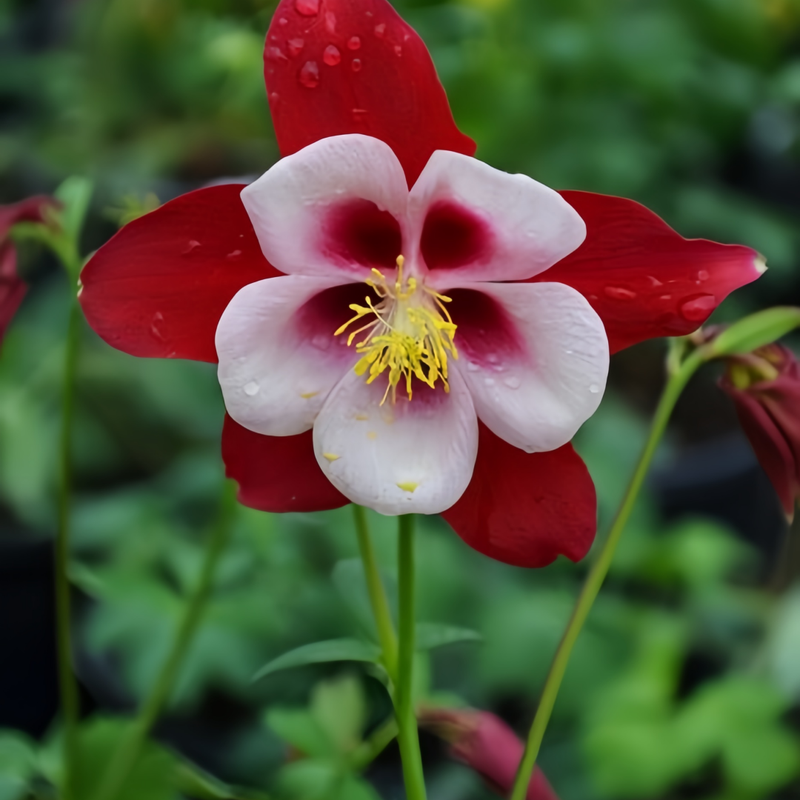 Aquilegia Seeds - Red Larger Packet High Germination 2000-10000 Onsaleseeds