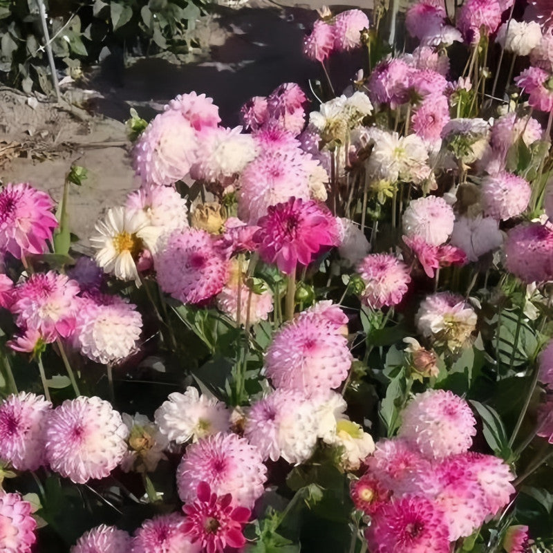 Callistephus Chinensis Light Pink Seeds up to 50%