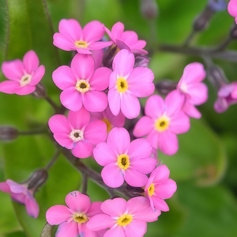 Myosotis Seeds - Red Larger Packet High Germination 900-4500 Onsaleseeds