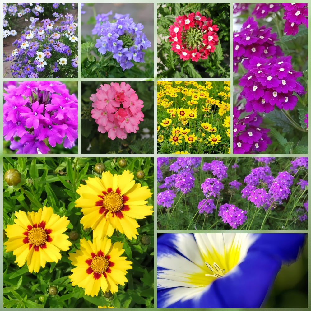 Wildflower Seeds - Multicolored Mix Includes Dwarf morning-glory, Coreopsis Tinctoria, Garden Verbena, etc.