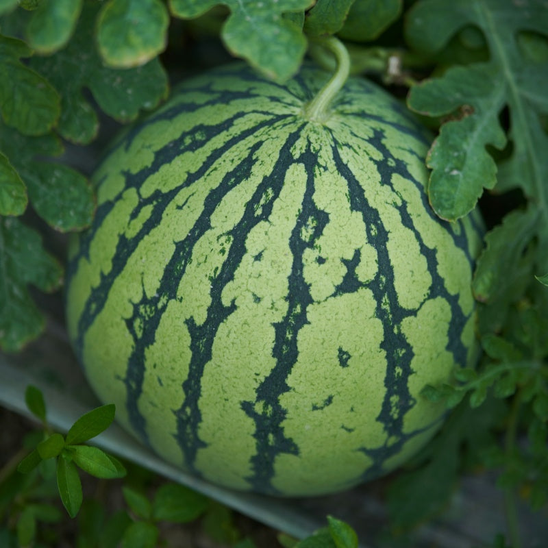 Watermelon Seeds up to 50%