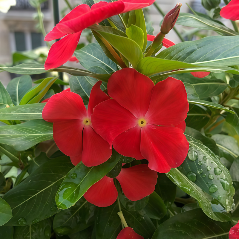 Catharanthus Roseus Red Seeds up to 50%