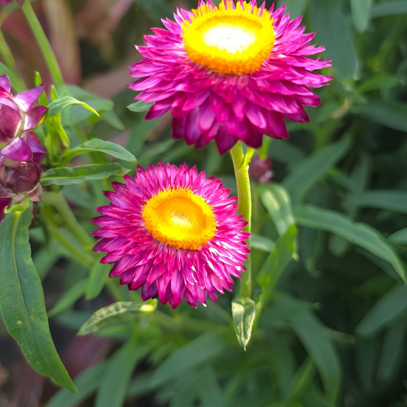 Strawflower Seeds - Purplish Red Larger Packet High Germination 1800-9000 Onsaleseeds