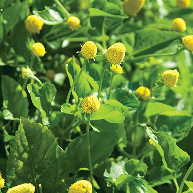 Acmella Oleracea Yellow Seeds up to 50% Large Pack · 900-4500 Seeds