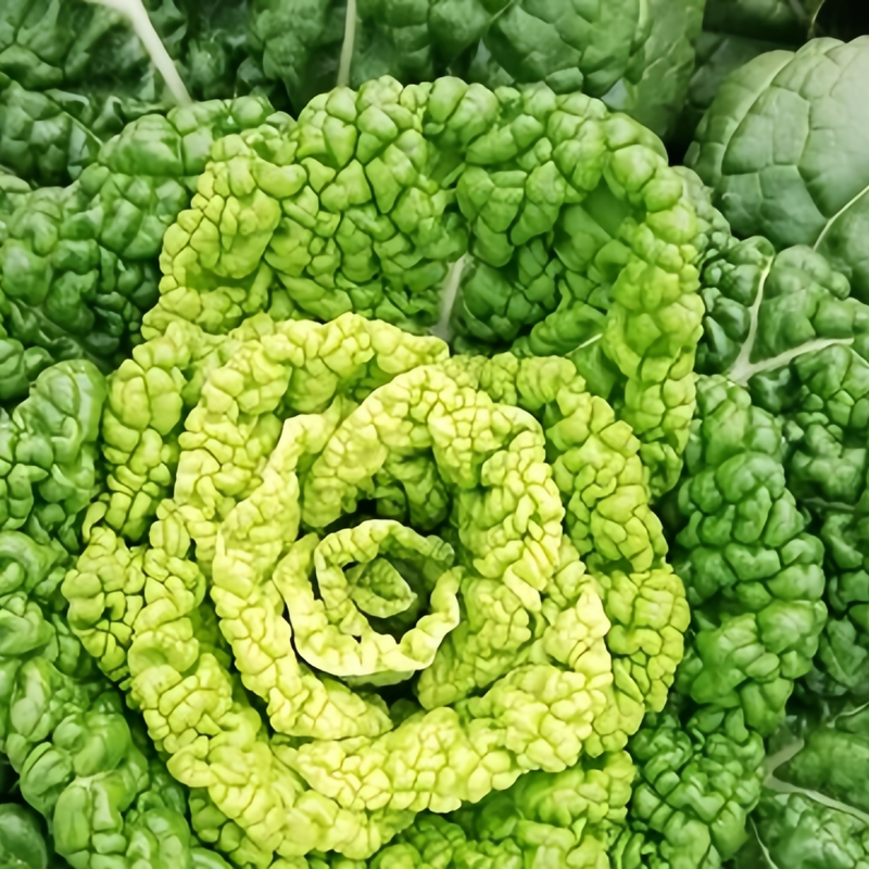 Wuta-Tsai - Larger Packet High Germination 3000-15000 Onsaleseeds