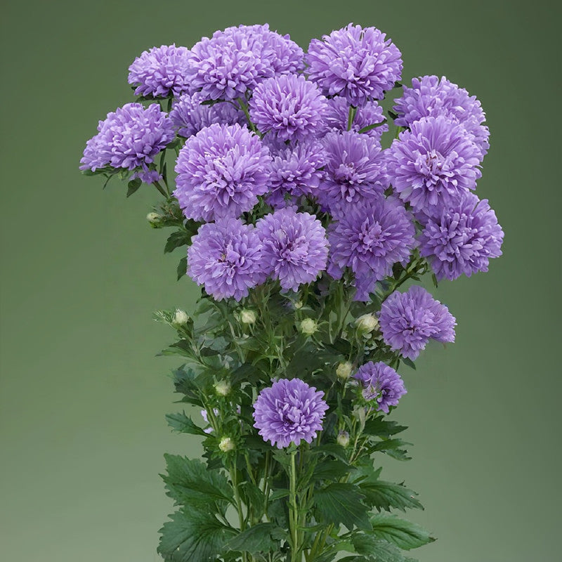 China Aster Seeds - Baby Blue Larger Packet High Germination 1500-7500 Onsaleseeds