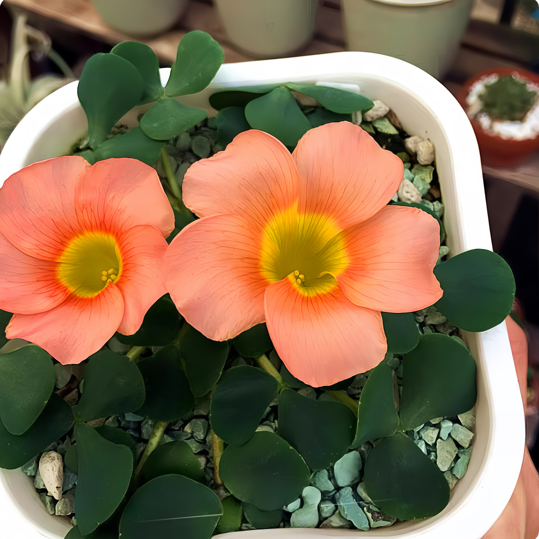 Oxalis Bulbs Collection – Pink, White, Peach Glow, Sunrise, Shy Moon, Medusa, Candy Box – Early Blooming Varieties
