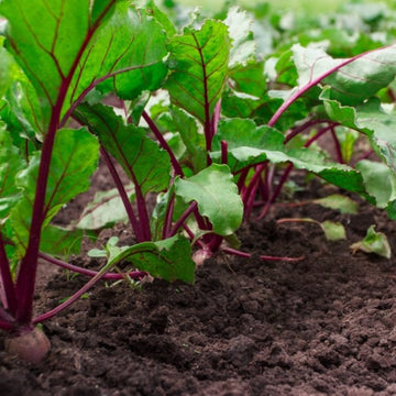 Beet Seeds Up to 50%