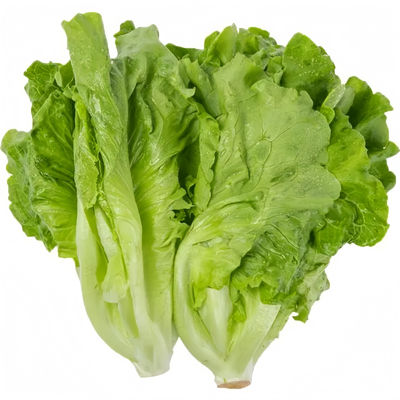 Early maturing cabbage - Larger Packet High Germination 3000-15000 Onsaleseeds