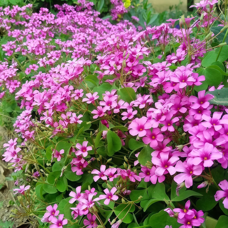 Oxalis Seeds - Red Larger Packet High Germination 800-4000 Onsaleseeds