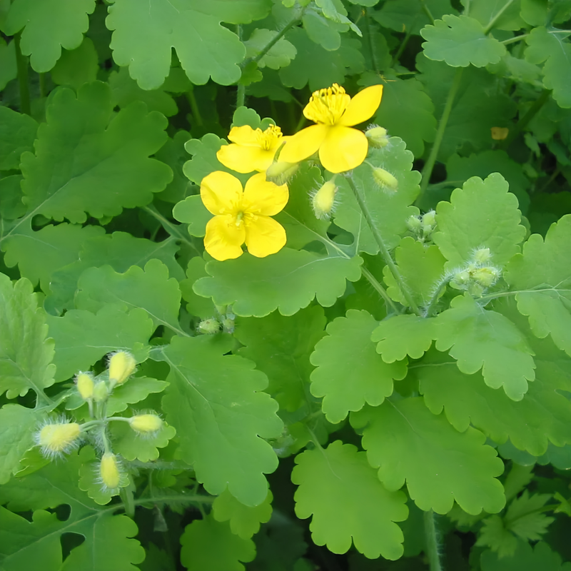 Chelidonium Majus Seeds up to 50% Large Pack · 1000-50000 Seeds