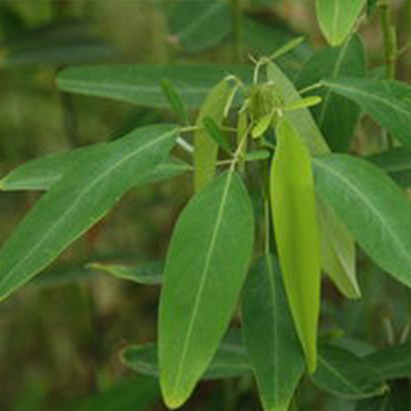 Codariocalyx Motorius Seeds Green up to 50% Large Pack · 800-4000 Seeds