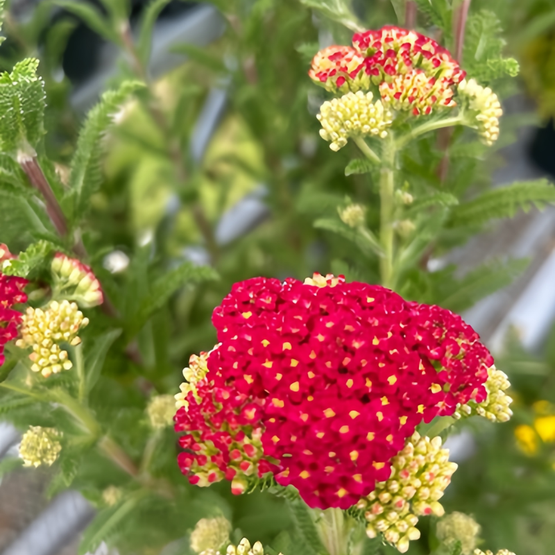 Yarrow Seeds - Red Larger Packet High Germination 7500-38000 Onsaleseeds