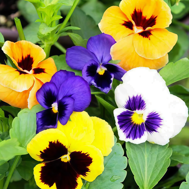 Pansy Seeds - Medium Mixed Colors Larger Packet High Germination 600-3000 Onsaleseeds