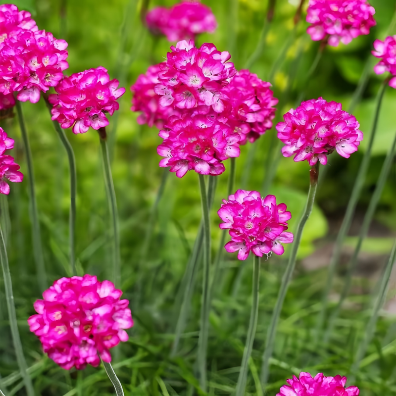 Armeria Seeds - Rose Red Larger Packet High Germination 4000-20000 Onsaleseeds