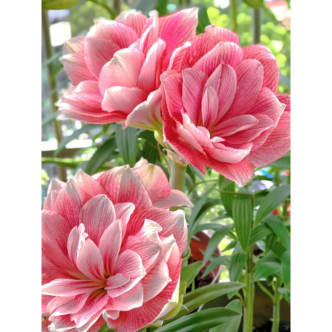 Amaryllis Bulbs ¨C Stunning Winter Blooms | up to 50% Off