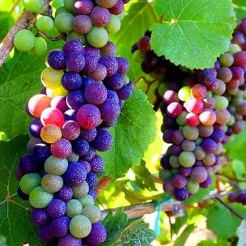 Rainbow Grape Fruit Seed Rare Sweet Fruit Gardening up to 50%