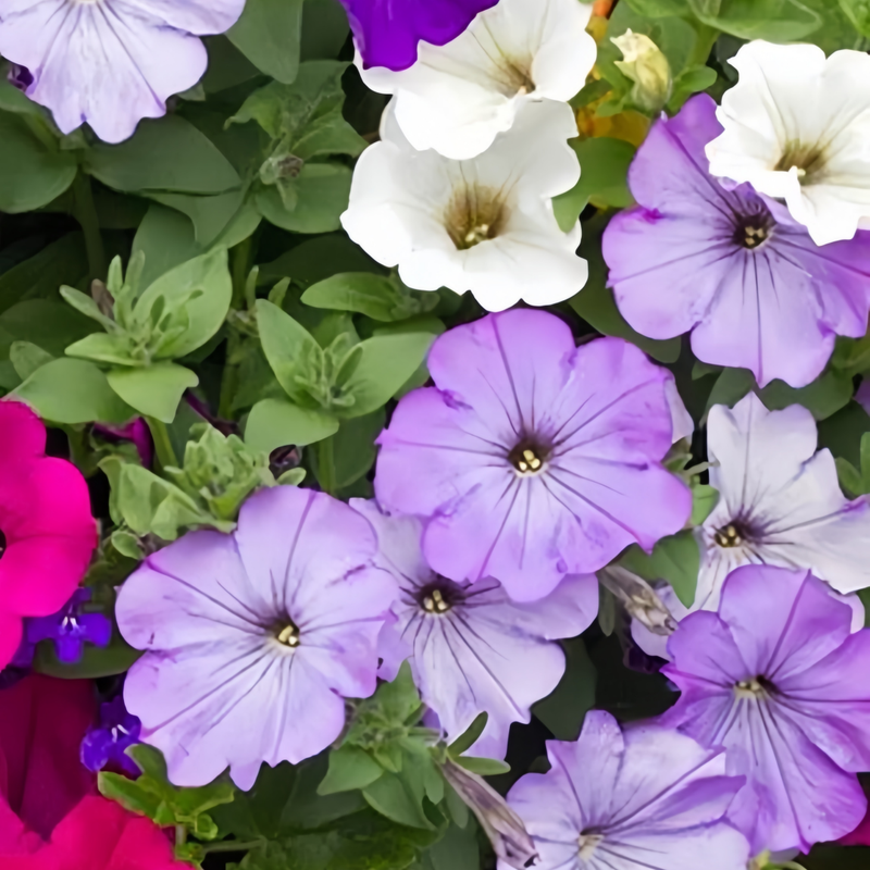 Petunia Hybrida Seeds - Mix Larger Packet High Germination 1500-7500 Onsaleseeds