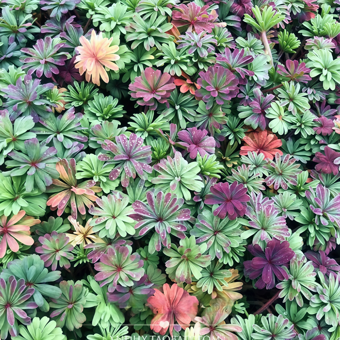 Oxalis Bulbs Collection – Pink, White, Peach Glow, Sunrise, Shy Moon, Medusa, Candy Box – Early Blooming Varieties