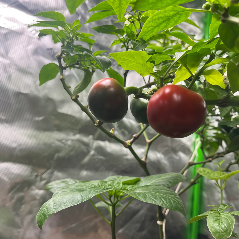 Capsicum Annuum Var. - Large Red Larger Packet High Germination 600-3000 Onsaleseeds