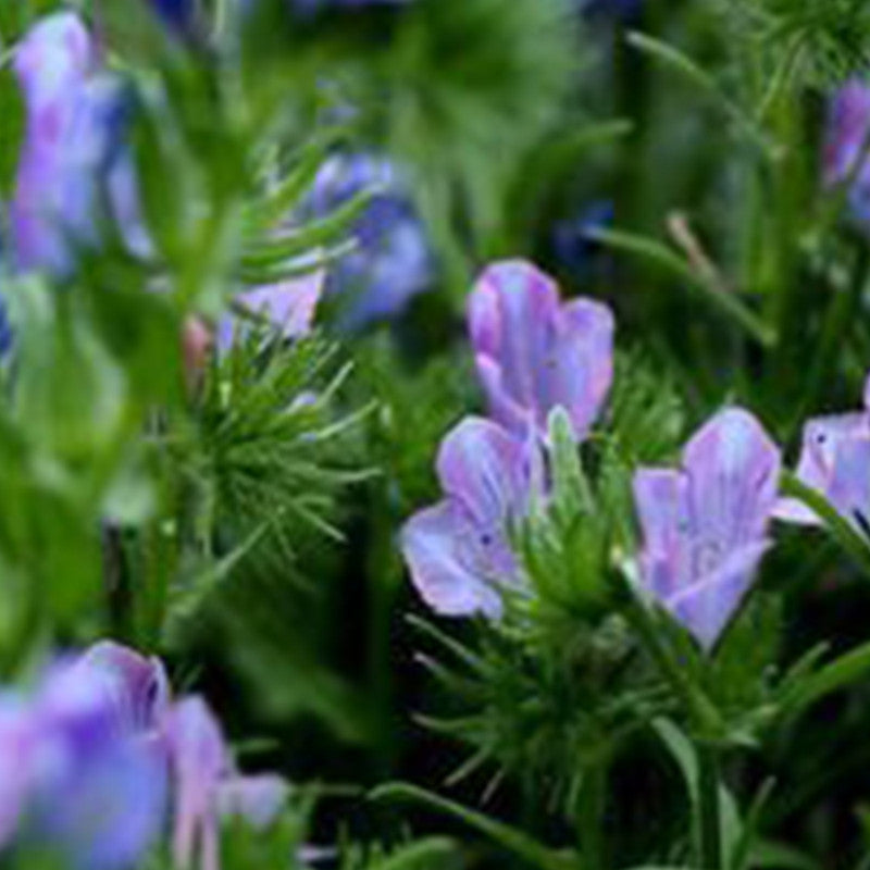Echium Vulgare Seeds - Mix Larger Packet High Germination 1000-5000 Onsaleseeds