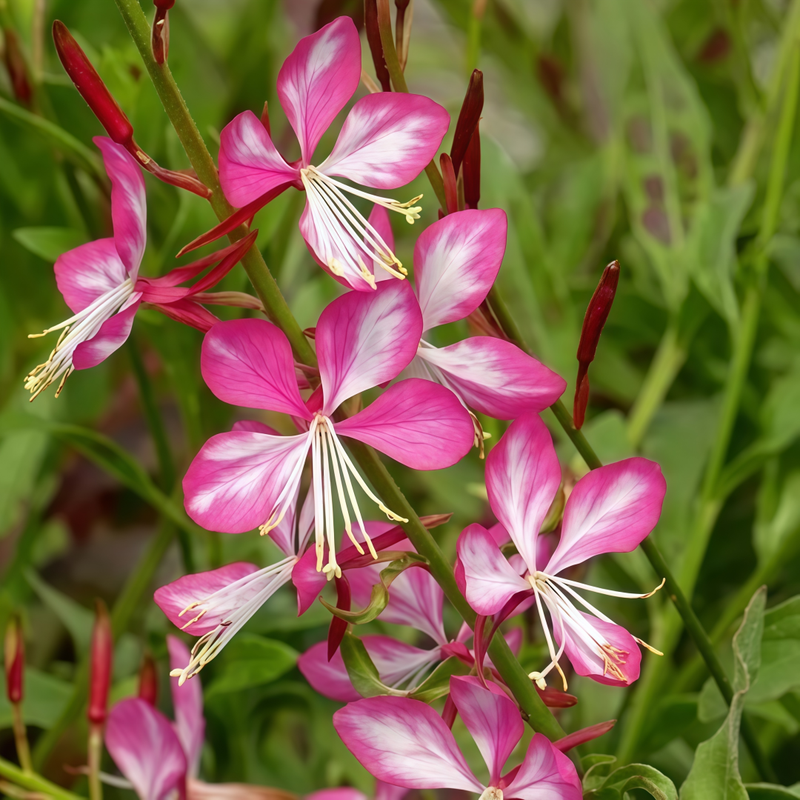 Gaura Pink Seeds up to 50%