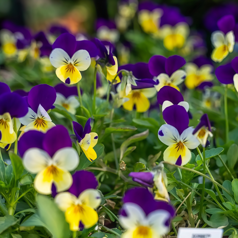Viola Seeds - Lighthouse Series Butterfly High Germination Onsaleseeds
