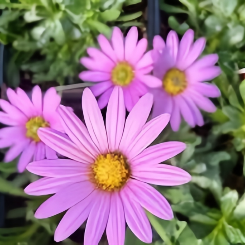 Cape Daisy Seeds - Purplish Red High Germination Onsaleseeds