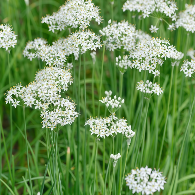 Allium Senescens Seeds - White Larger Packet High Germination 1200-5000 Onsaleseeds