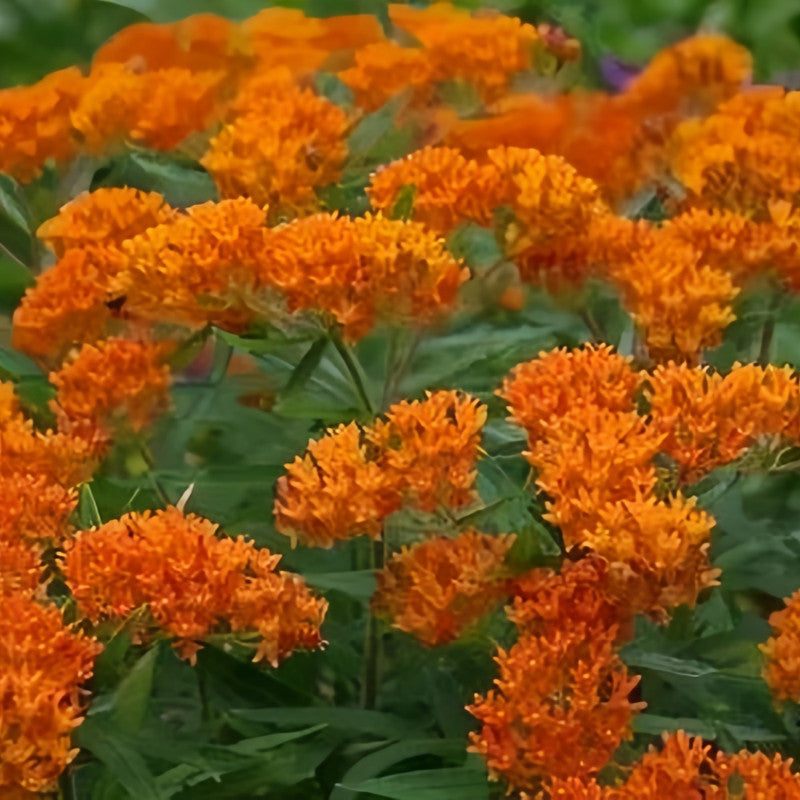 Butterfly Milkweed Seeds - Tangerine Larger Packet High Germination 200-5000 Onsaleseeds