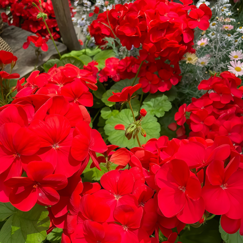 Pelargonium Seeds - Crimson High Germination Onsaleseeds