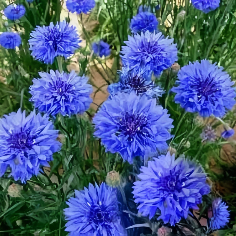 Centaurea Cyanus Blue Seeds up to 50%