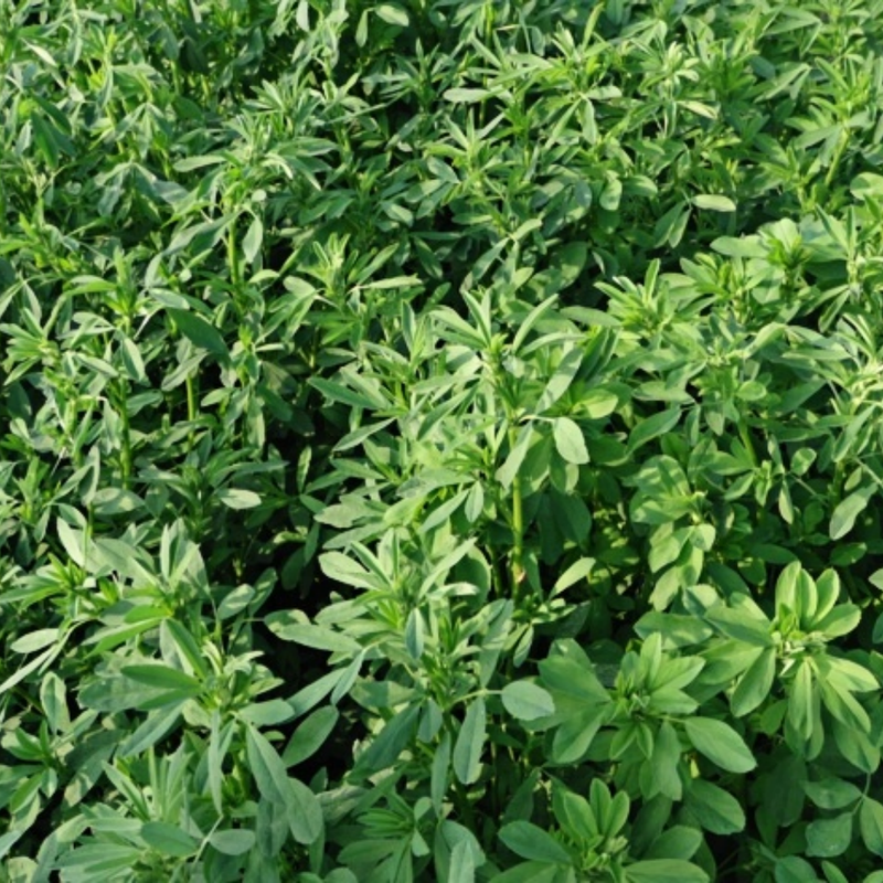 Bluemoon Seeds - Larger Packet High Germination 1/4-1/2LB Onsaleseeds