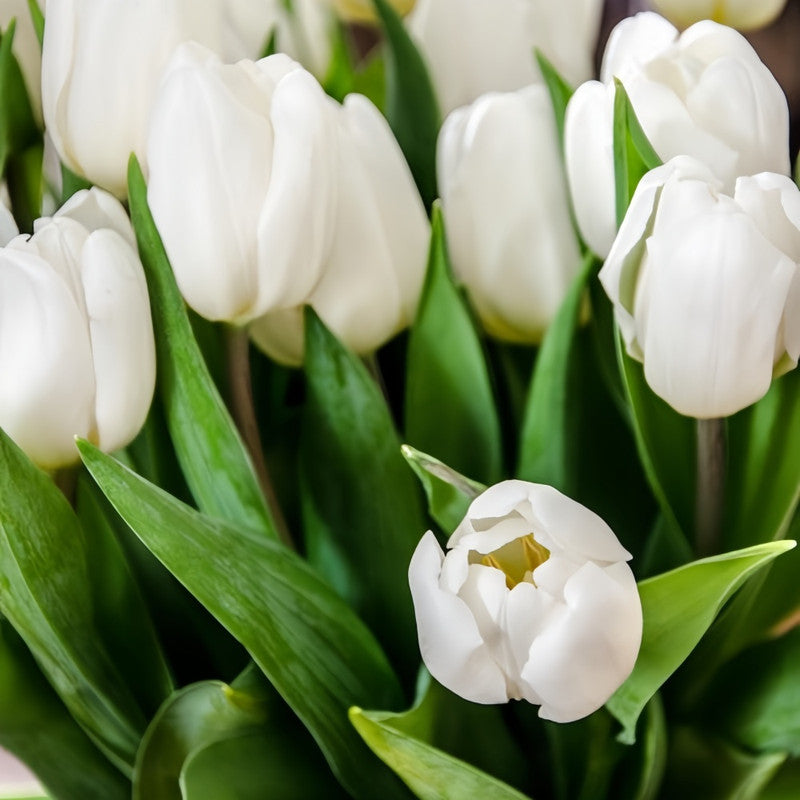 Tulip Bulbs - White Prince