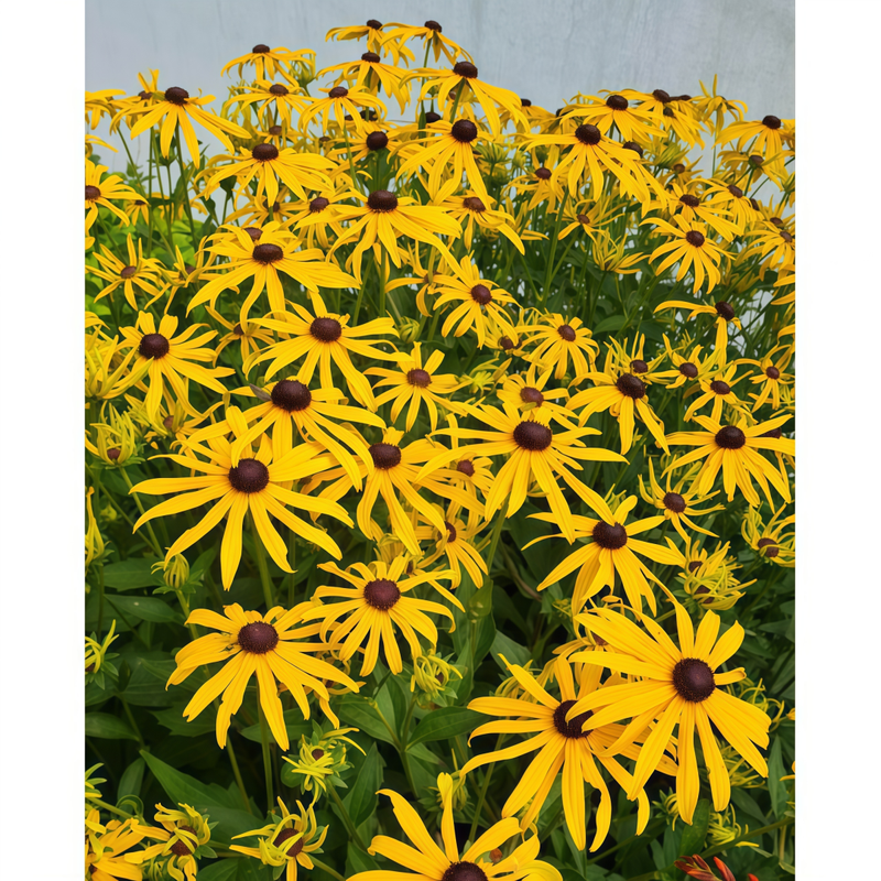 Rudbeckia Seeds - Yellow Single Petal Larger Packet High Germination 3000-15000 Onsaleseeds