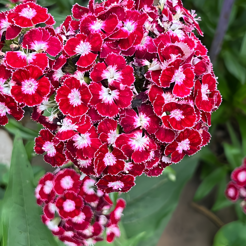 Dianthus Seeds - Mix Spherical Larger Packet High Germination 3000-15000 Onsaleseeds