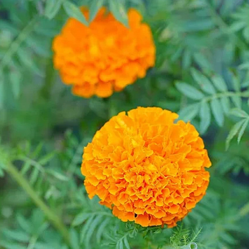 Calendula Seeds - Orange Larger Packet High Germination 2000-10000 Onsaleseeds