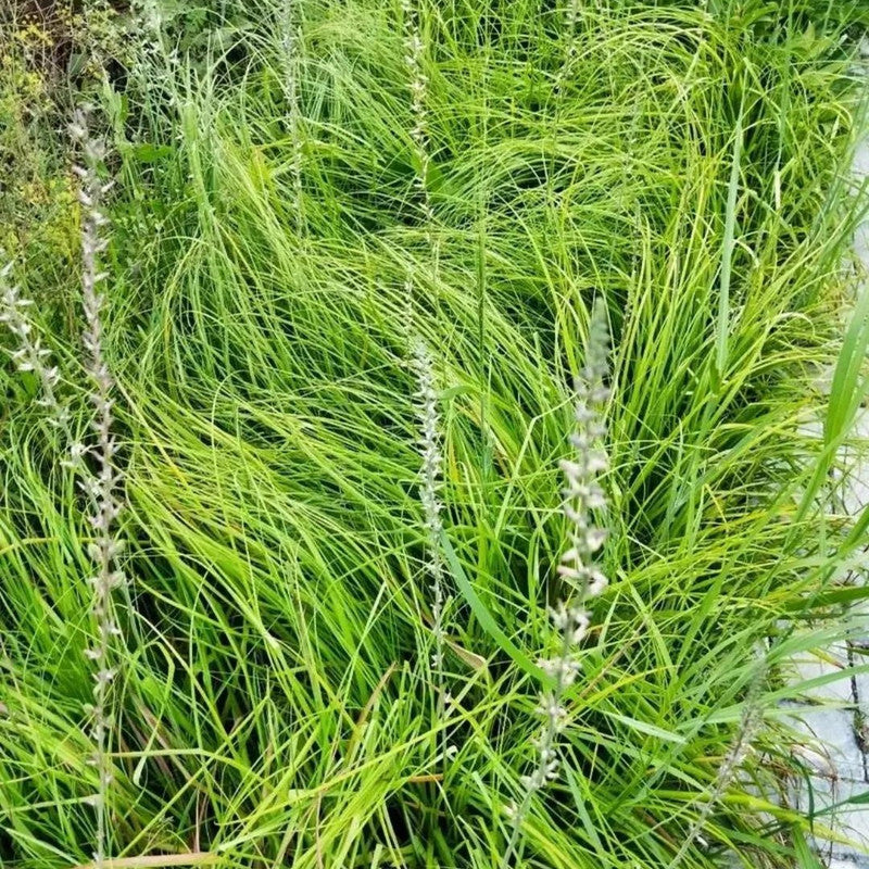 Anemarrhena Asphodeloides Bunge Seeds - Larger Packet High Germination 1000-5000 Onsaleseeds