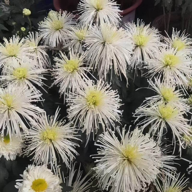 China Aster Seeds - Yellow Dense Flower Larger Packet High Germination 1200-5000 Onsaleseeds