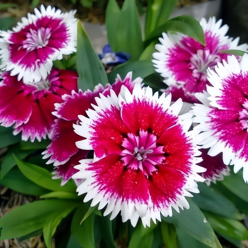 Dianthus Seeds - Mix Larger Packet High Germination 600-3000 Onsaleseeds