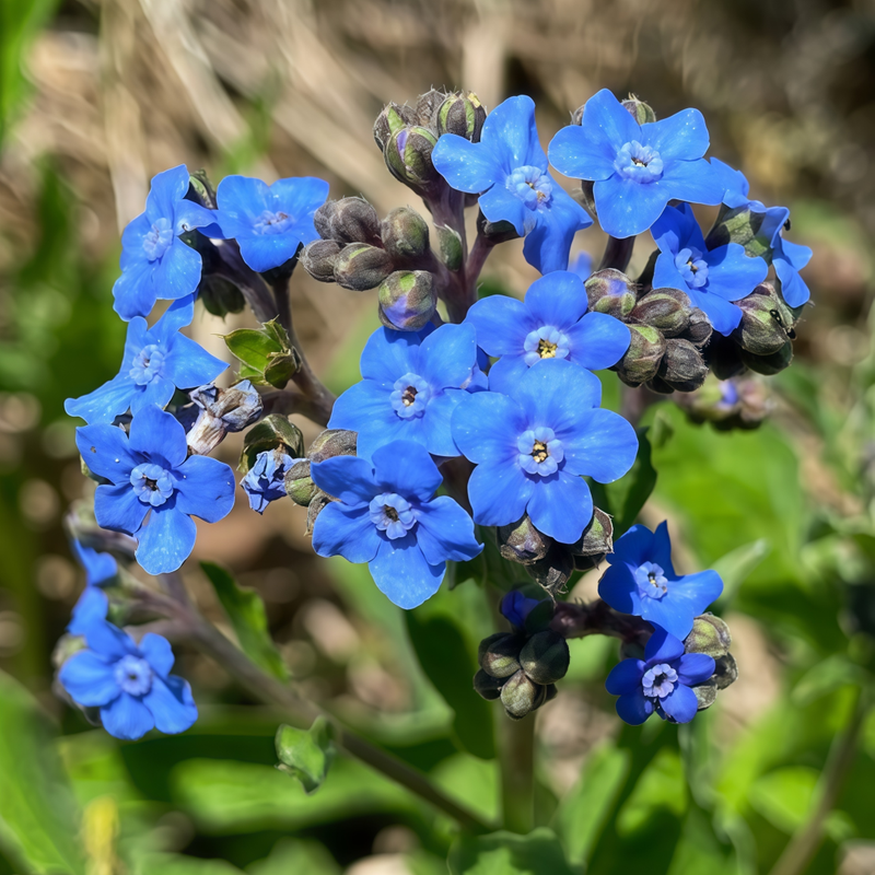 Myosotis Seeds - Blue Larger Packet High Germination 600-3000 Onsaleseeds