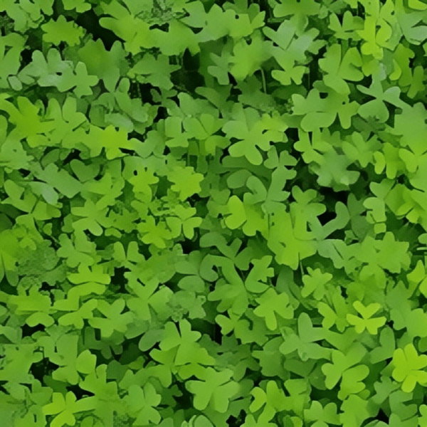 Shamrock seeds up to 50%