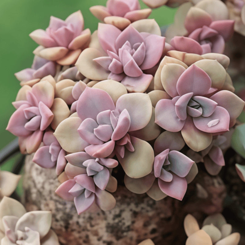 Succulent seeds up to 50%