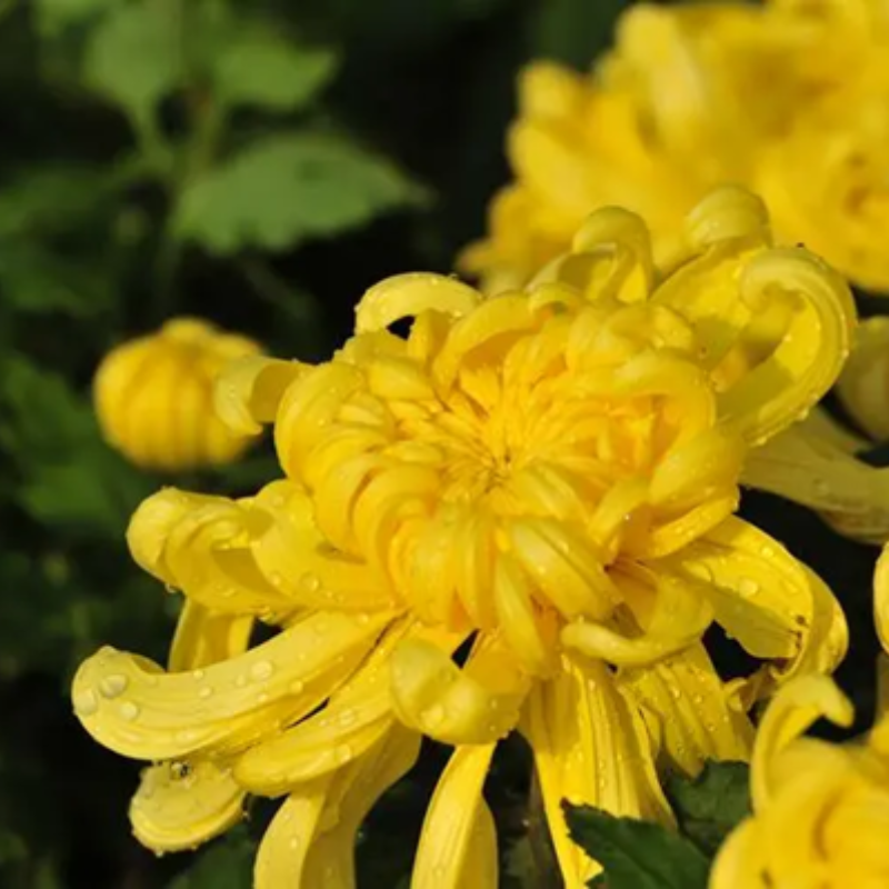 Chrysanthemums seeds up to 50%