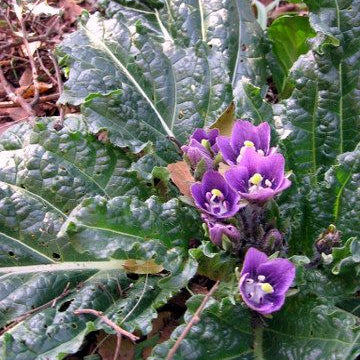 Mandragora Plant Seeds up to 50%