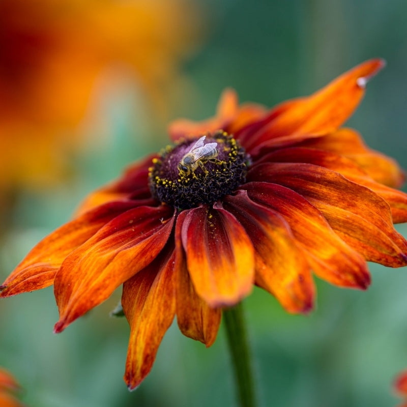 Black-Eyed Susan Seeds up to 50%