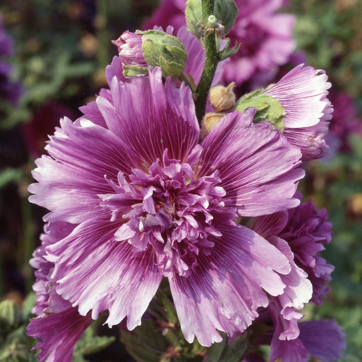 Alcea Rosea Lilac Rose Seeds up to 50%